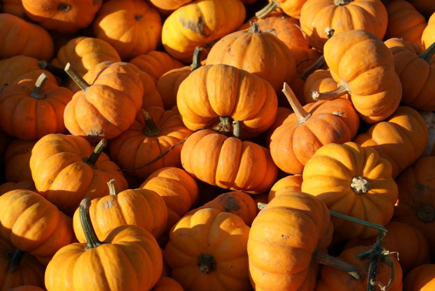 Hartsburg Pumpkin Festival Columbia Convention and Visitors Bureau